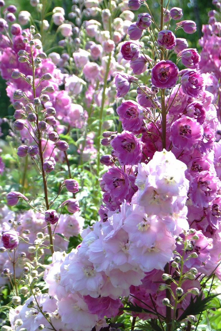 pink and white flowers are in the grass