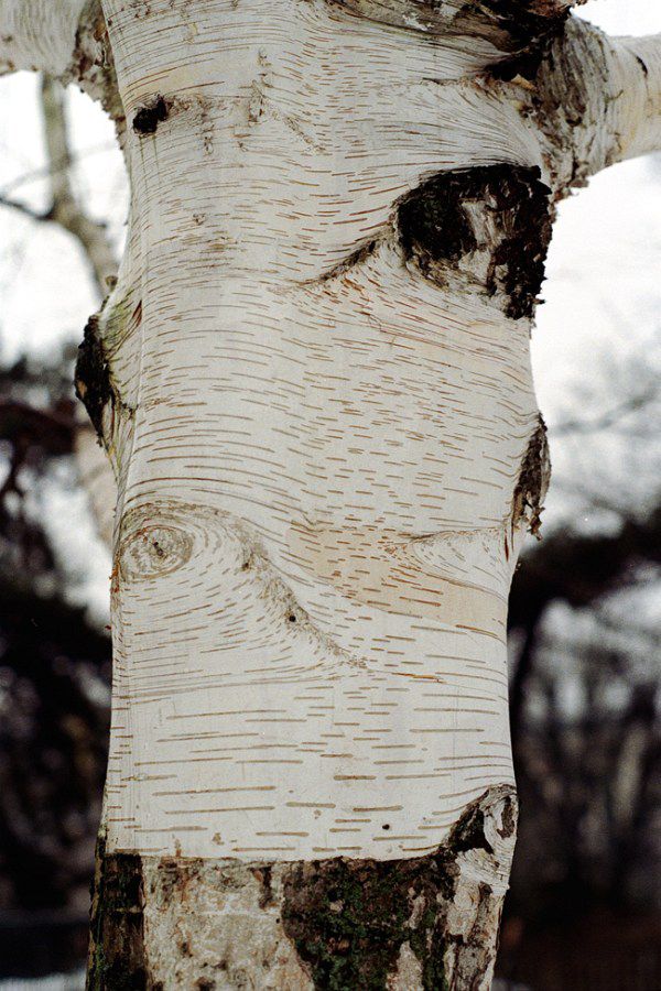 the trunk of a white birch tree in winter