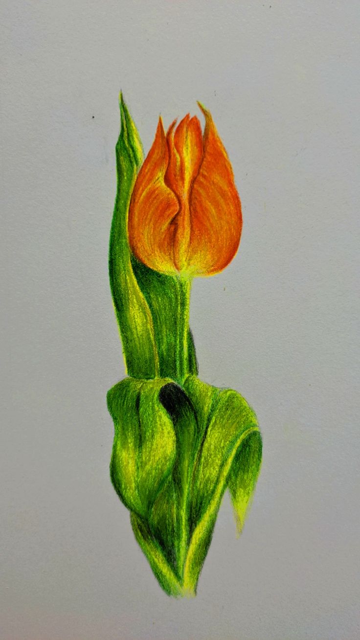 a drawing of a single flower on a white paper background with green stems and orange petals