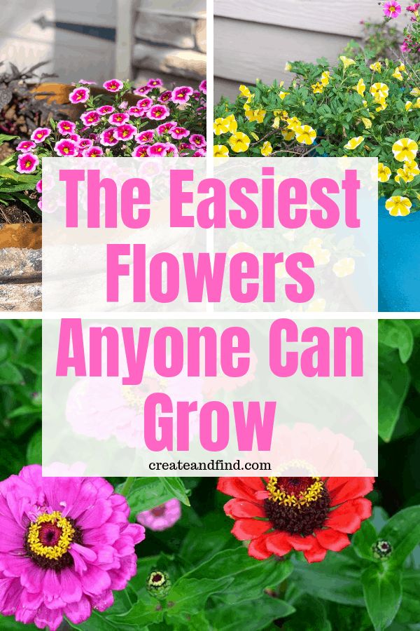 the best flowers to grow in your garden can be seen here with text overlay that reads, the fastest flowers anyone can grow