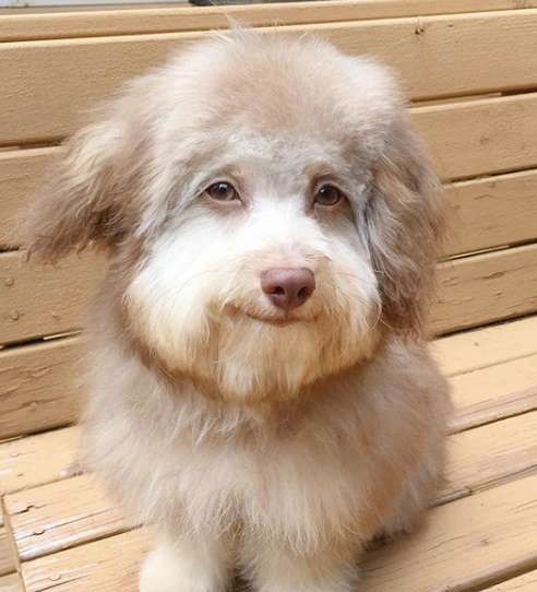 a small dog sitting on top of a wooden bench