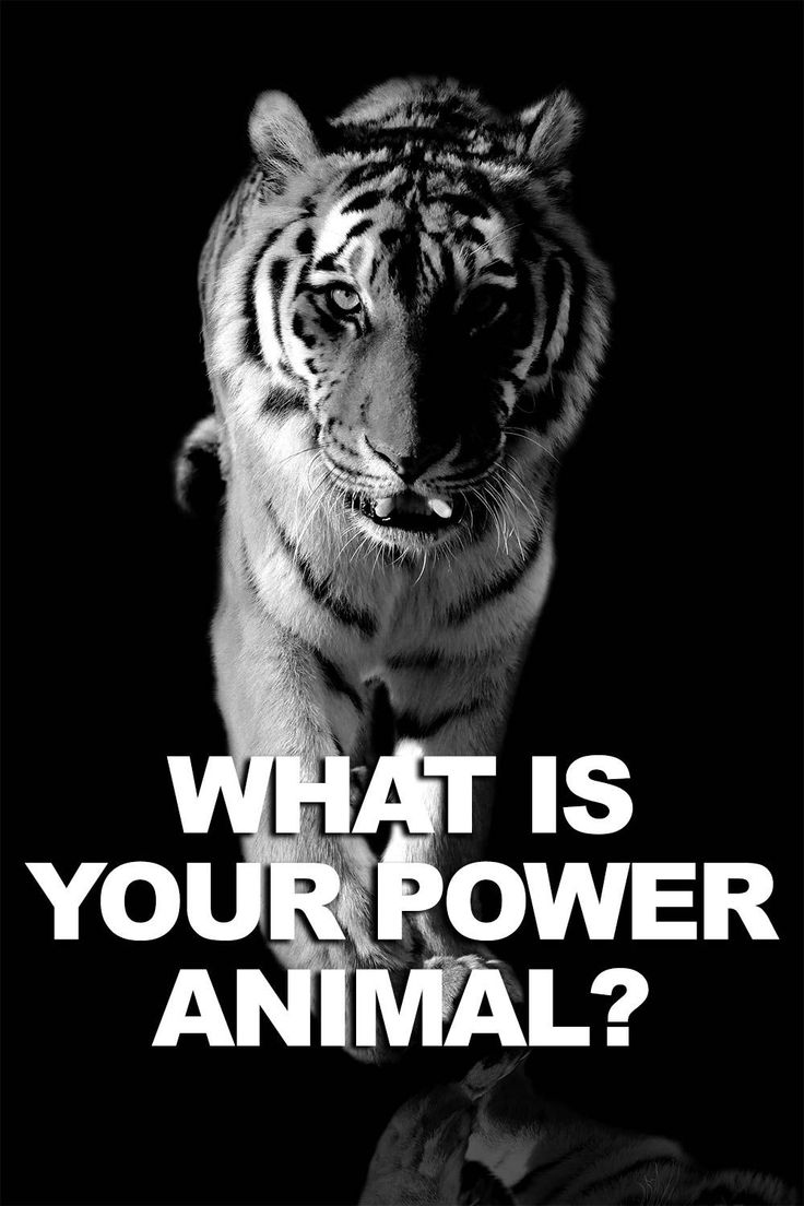 a tiger with the words what is your power animal?