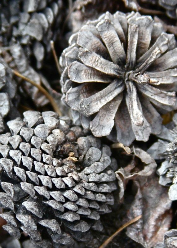 closeup of pine cones on the ground