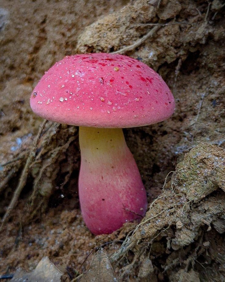 a red and yellow mushroom growing out of the ground next to some dirt on the ground