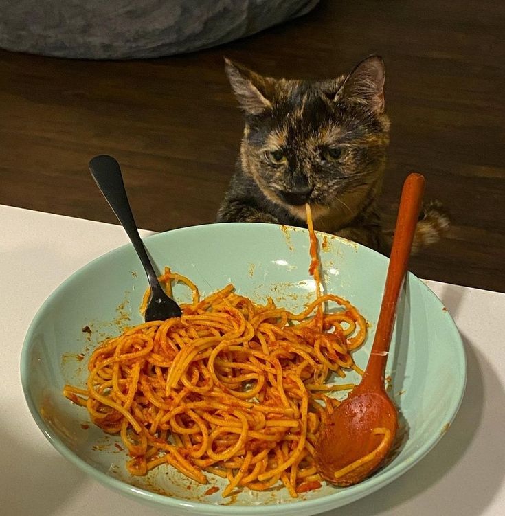 a cat sitting next to a bowl of spaghetti and a spoon with sauce on it