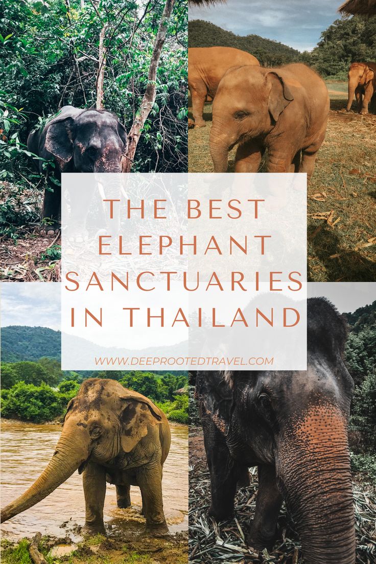 the best elephant sancturaries in thailand with text overlay that reads, the best elephant sancturaries in thailand