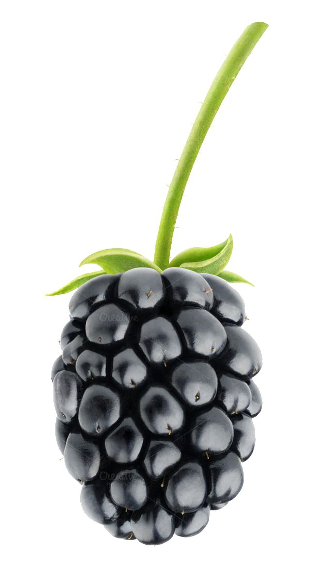 a close up of a black berry on a white background