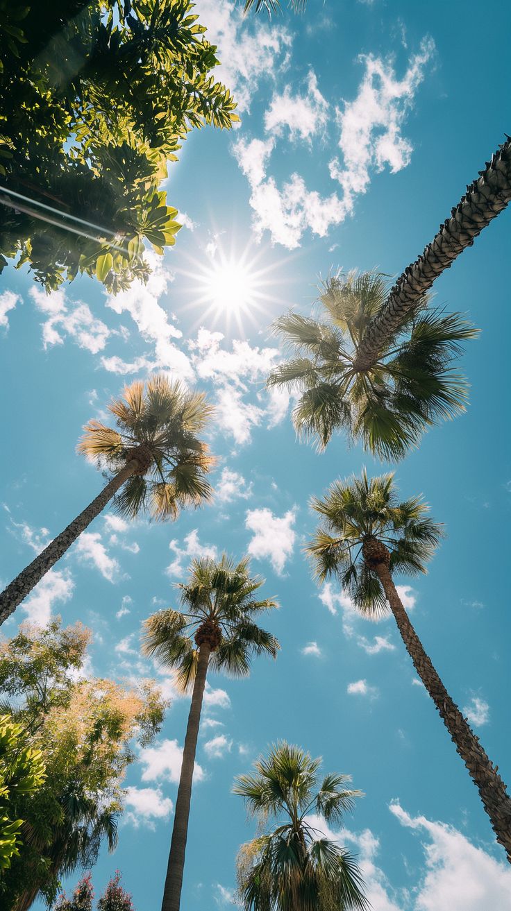 the sun is shining through palm trees in front of a blue sky with white clouds