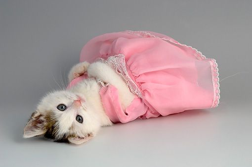 a small white kitten wearing a pink dress