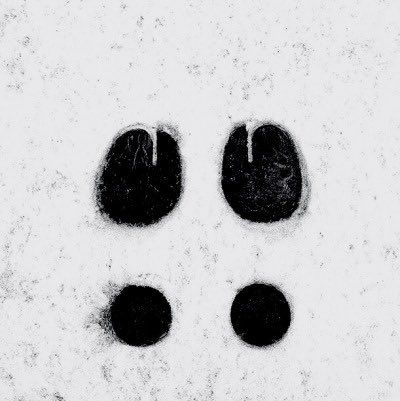 two black and white circles are shown in the snow