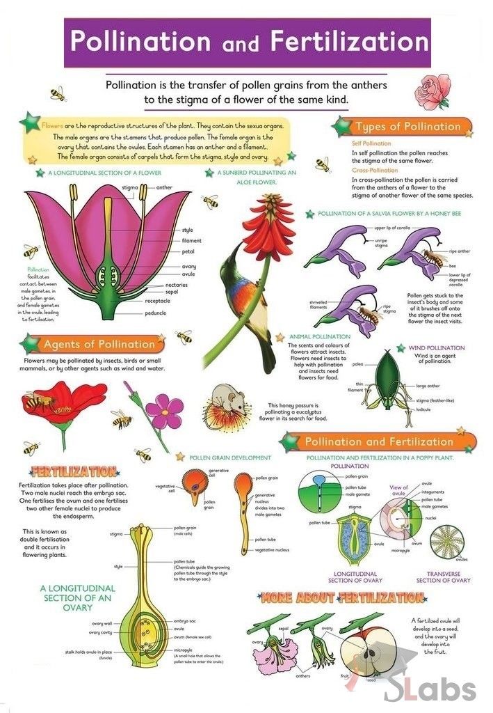 the pollineation and fertitification poster is shown in purple, green, and