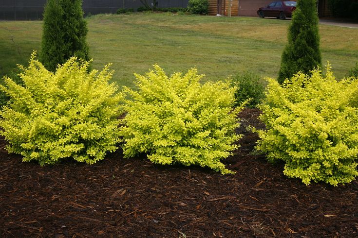 three bushes with yellow flowers in front of a house