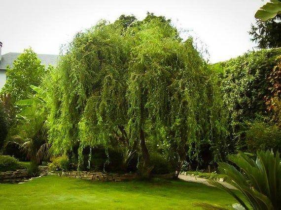 a lush green yard with trees and bushes