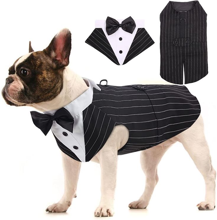 a dog dressed up in a tuxedo and bow tie