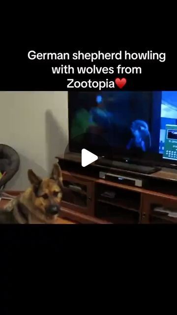 a german shepherd dog sitting in front of a tv with the caption zootopia