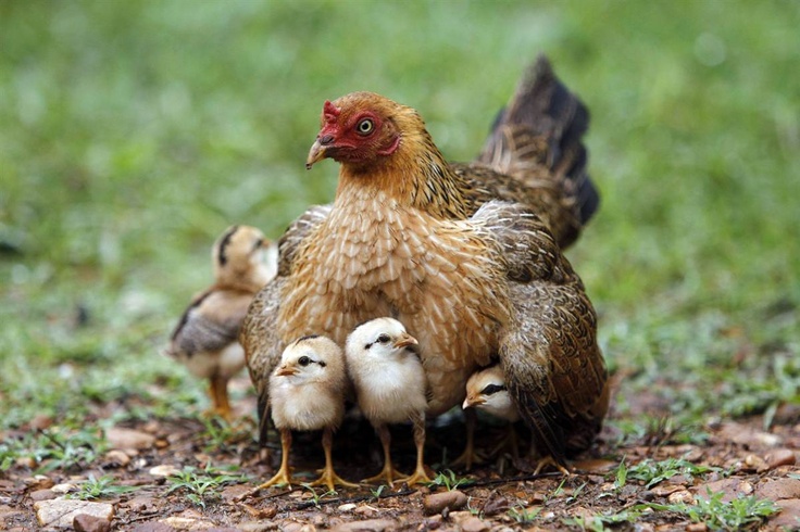 an adult chicken standing with her chicks in the grass and on the ground, looking at the camera