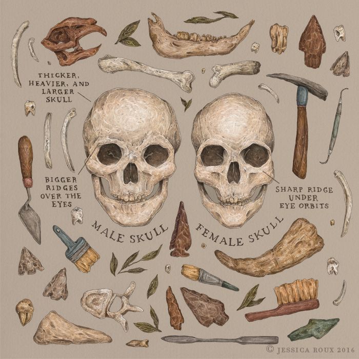 an image of human skulls and bones