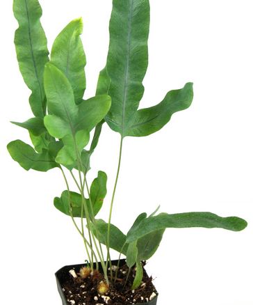 a potted plant with green leaves and dirt on the ground in front of a white background