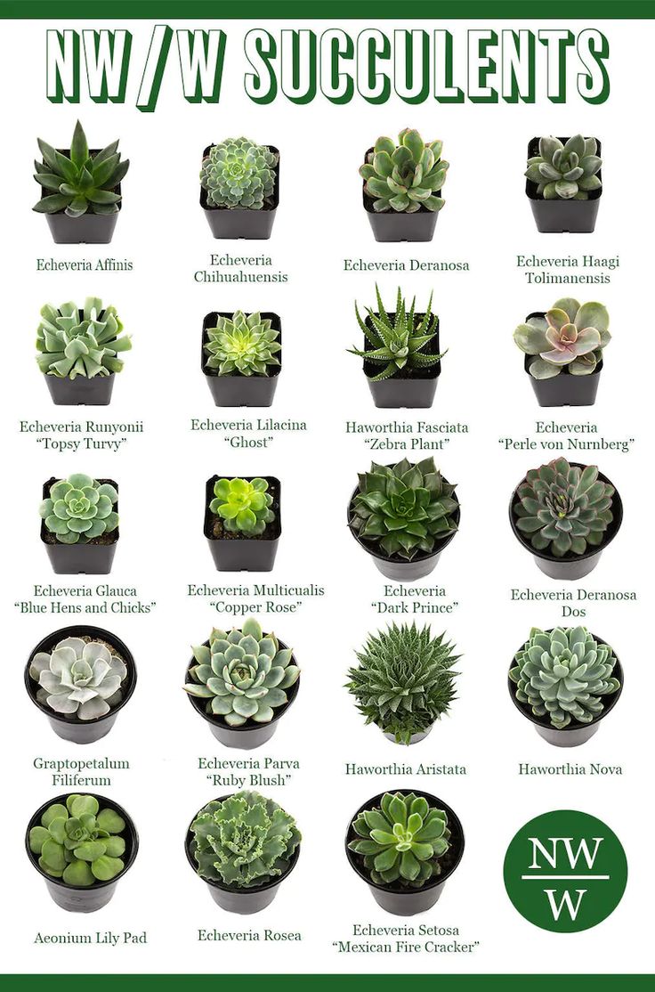 a poster showing different types of succulents