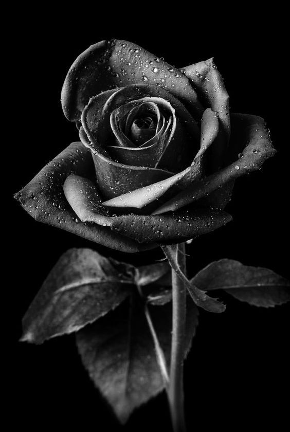 a black and white photo of a rose with water droplets on it's petals