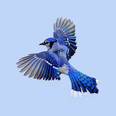 a blue bird is flying in the sky