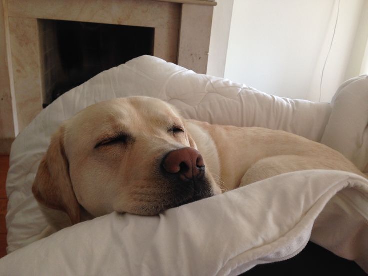 a dog is sleeping on a pillow in front of a fire place