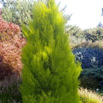 a tall green tree sitting in the middle of a garden