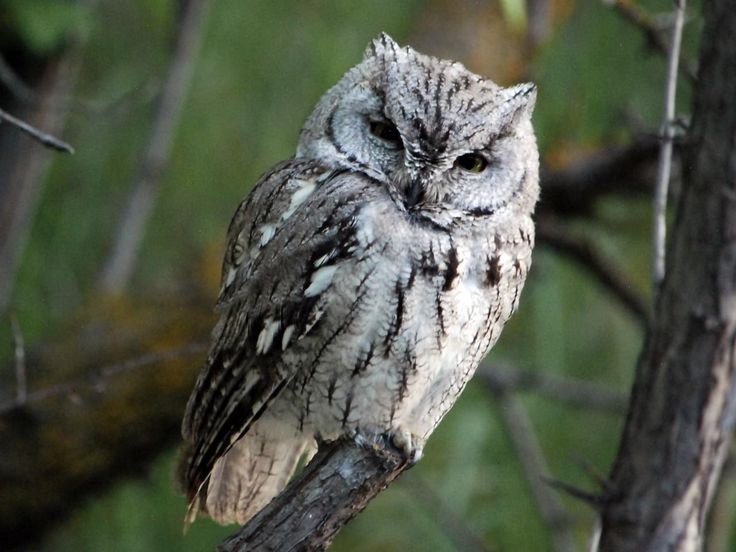 an owl sitting on top of a tree branch