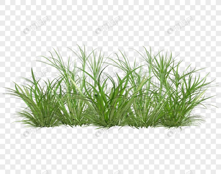 green grass on a white background with clippings for the top and bottom corner