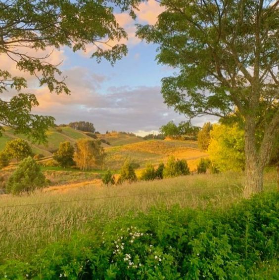 an open field with trees and grass in the foreground