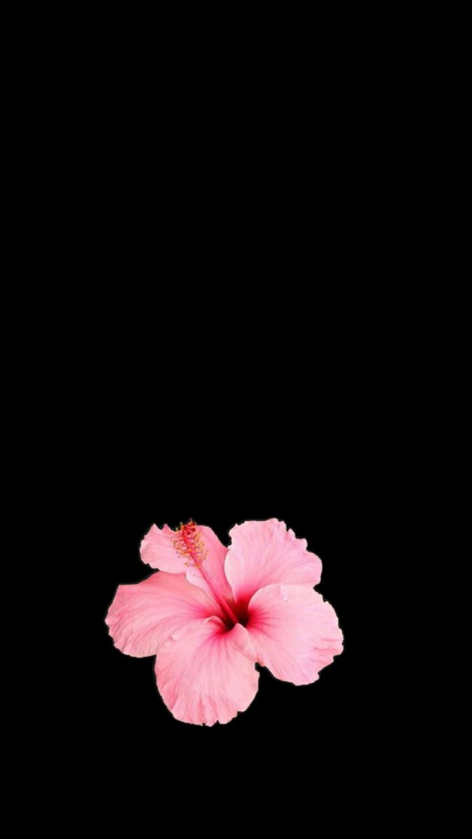 Hibiscus flower wallpaper Hibiscus Flower Wallpaper Aesthetic, Hibiscus Flower Wallpaper, Iphone Minimalist Wallpaper, Flower Lockscreen, Pink Flowers Wallpaper, Minimalist Iphone, Y2k Wallpaper, Flowers Petals, Iphone Wallpaper Themes