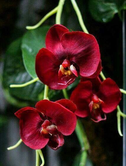 three red orchids with green leaves in the foreground and on the far side