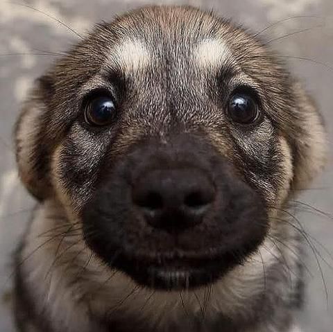 a close up of a dog's face looking at the camera