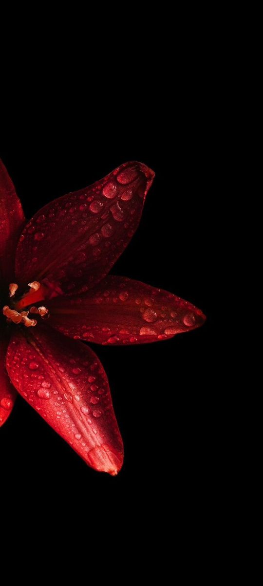 a red flower with water droplets on it's petals and black backround