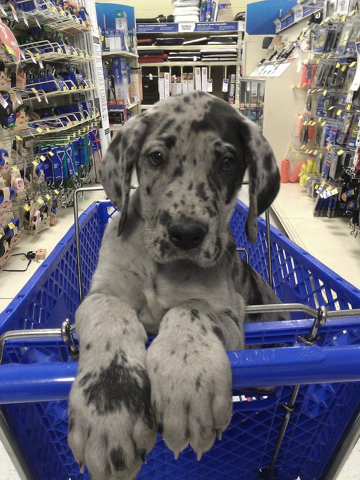 a puppy sitting in a blue shopping cart at a store with his paws on the handle