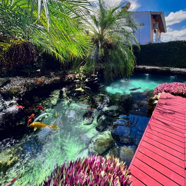 an outdoor swimming pool surrounded by tropical plants and fish in clear blue water with red decking