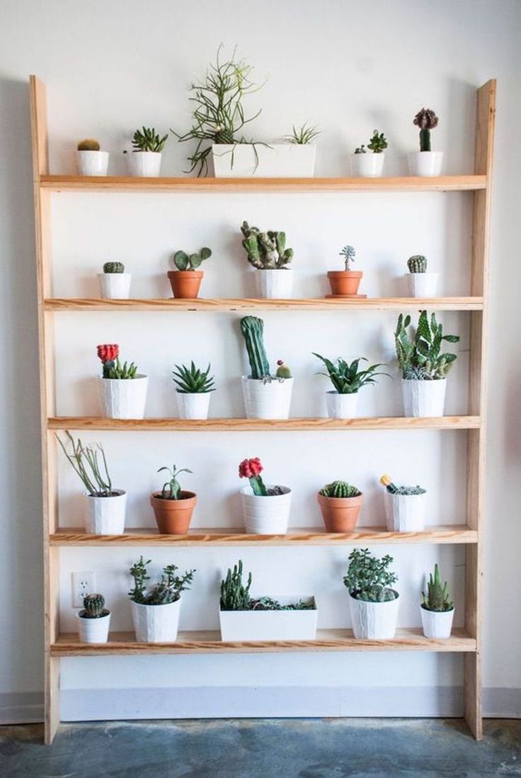 a shelf filled with lots of potted plants on top of wooden shelves next to a wall