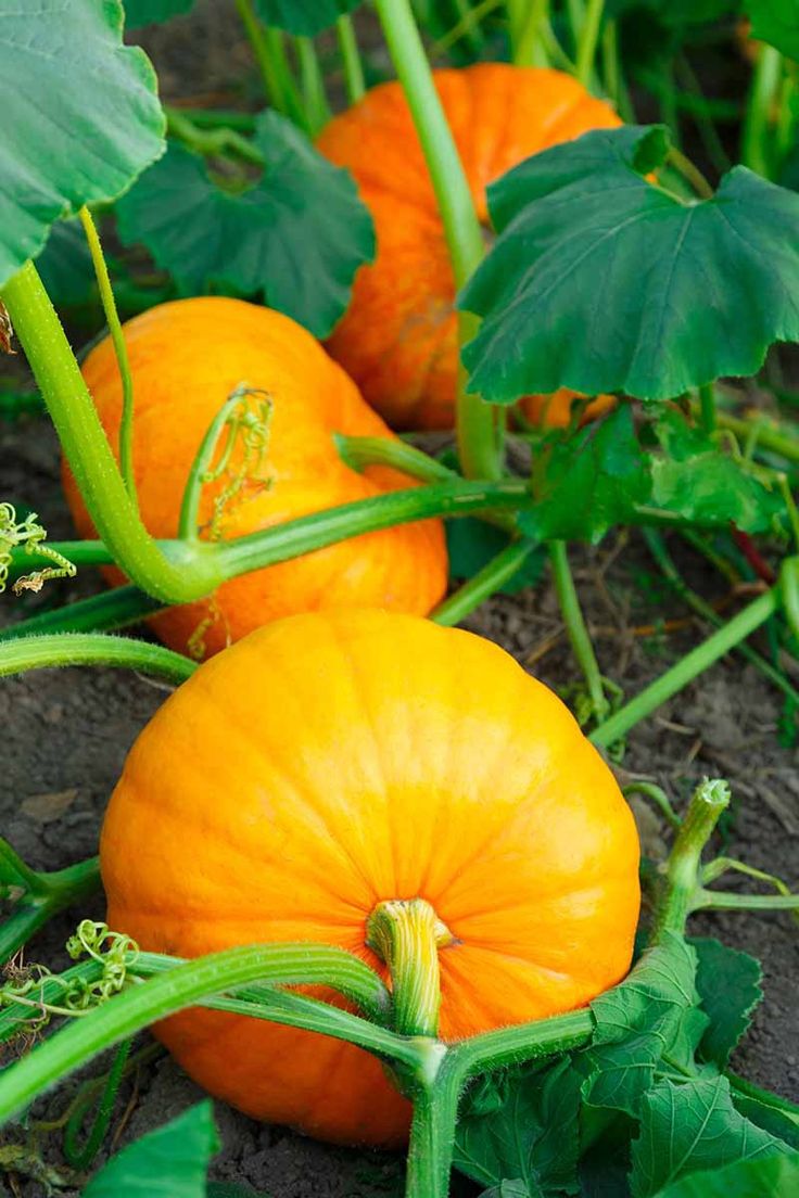 three orange pumpkins growing in the ground next to green leaves and plants with stems