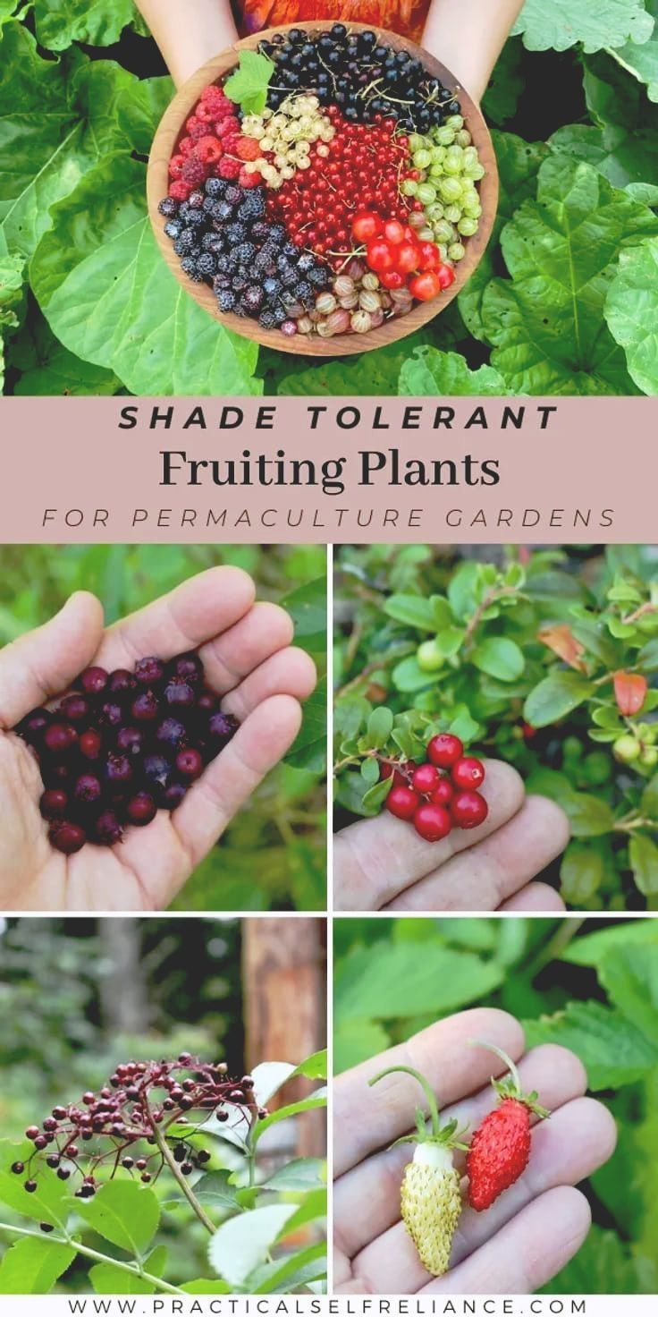 different types of berries are shown in this collage with the words, shade tolerant fruiting plants for permaculture gardens