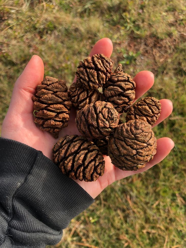 a person is holding some pine cones in their hand