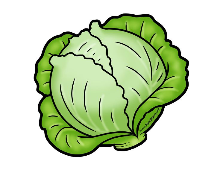 a green leafy vegetable on a white background