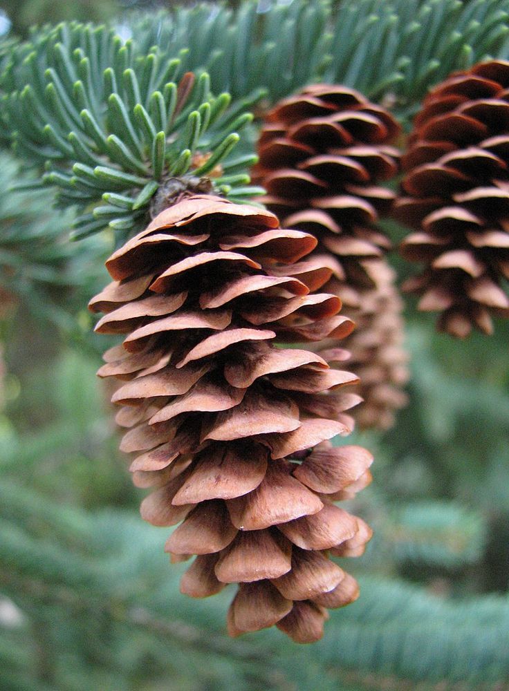 two pine cones hanging from a tree branch