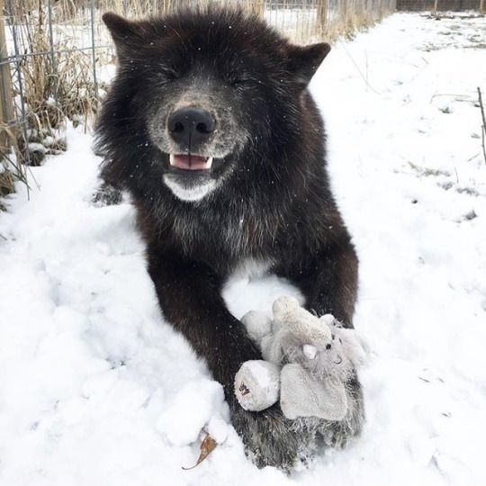 a large black dog laying in the snow with a stuffed animal on it's back