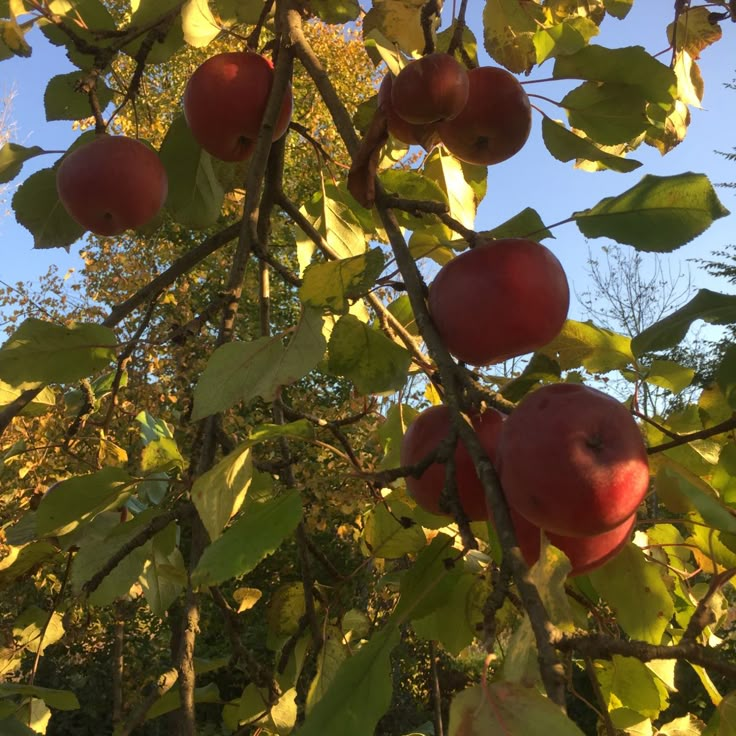 apples growing on the branches of an apple tree