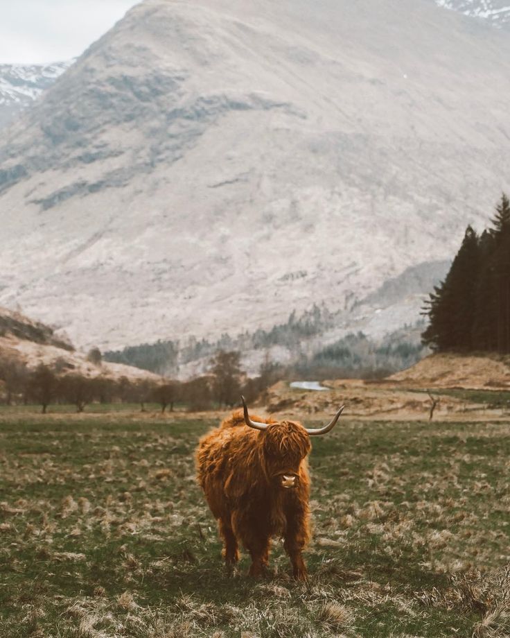 a brown animal standing on top of a lush green field next to a tall mountain