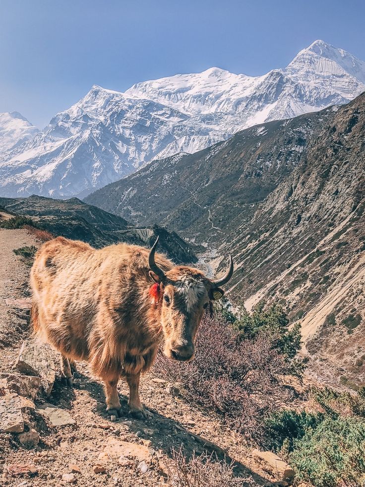 a yak standing on the side of a mountain with snow capped mountains in the background