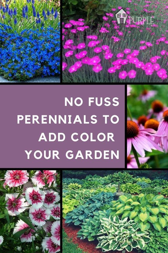 several different types of flowers with the words, no fuss perennials to add color in your garden