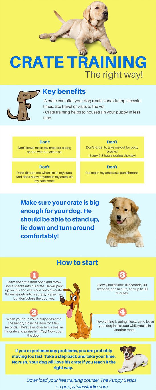 a yellow and blue poster with dogs on it's sides, including the words create training