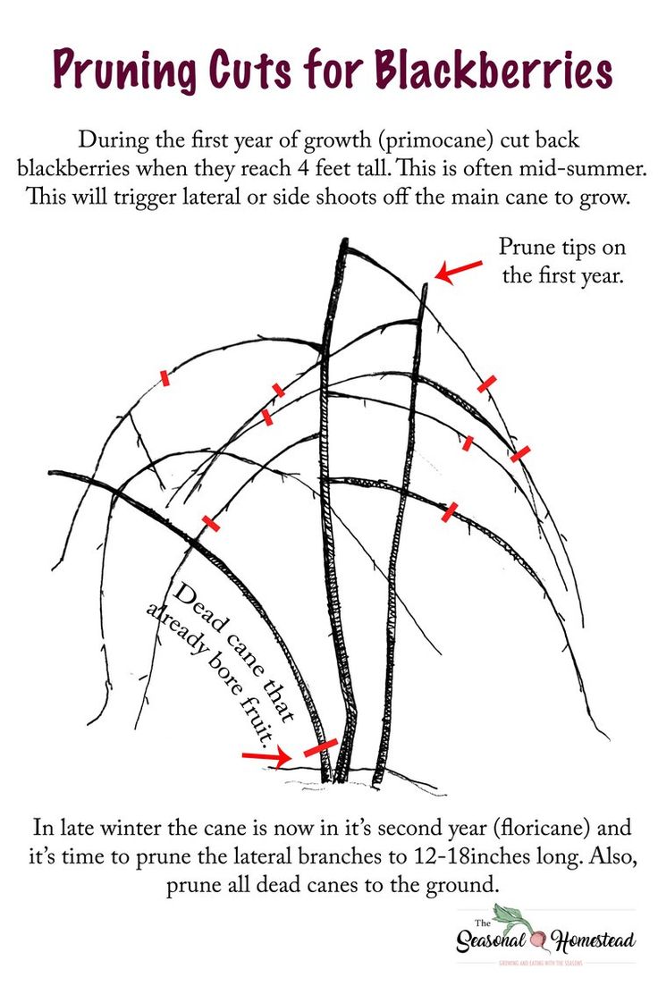 the diagram for pruning cuts for blackberries