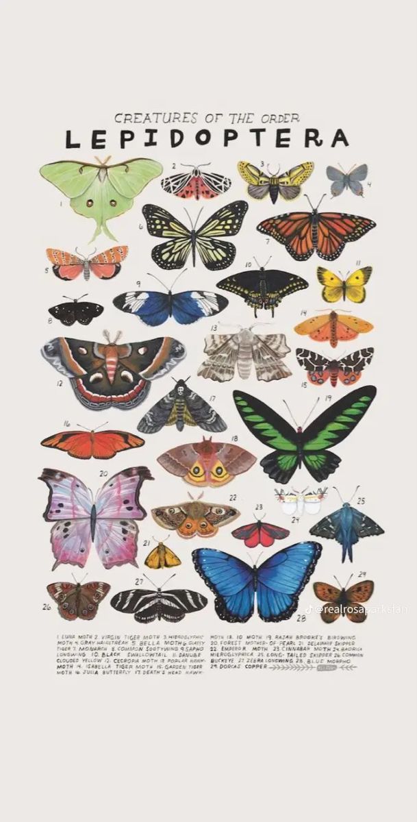 a poster with many different types of butterflies on the front and back of it's frame